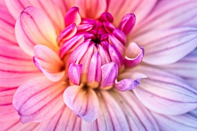 Foto prossimo piano della dahlia rosa