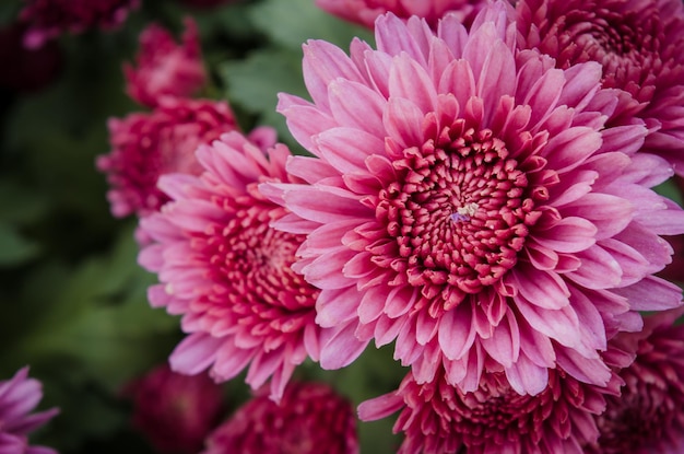 Foto prossimo piano della dahlia rosa