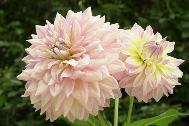 Foto prossimo piano della dahlia rosa