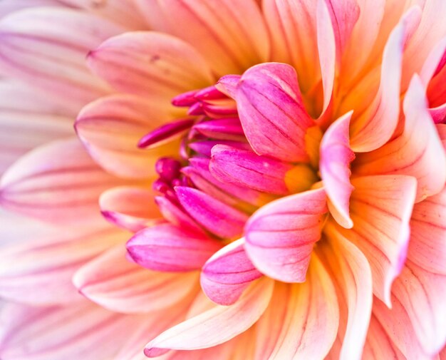 Close-up of pink dahlia