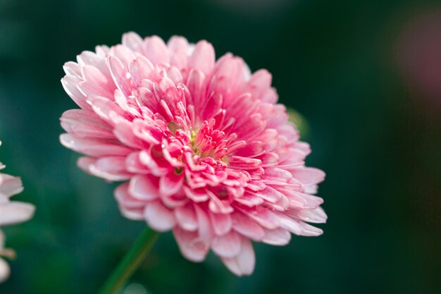 Foto prossimo piano della dahlia rosa