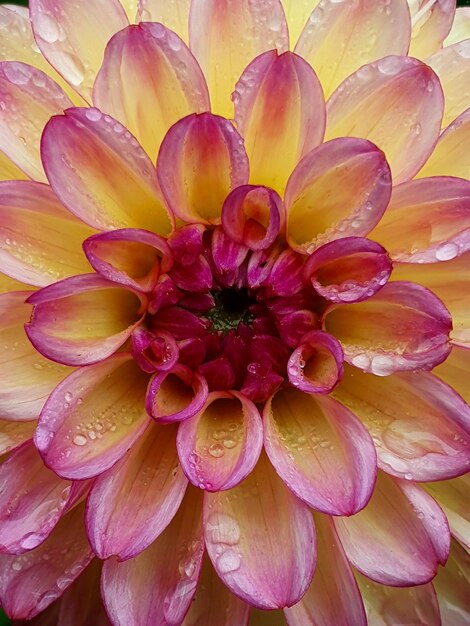 Close-up of pink dahlia