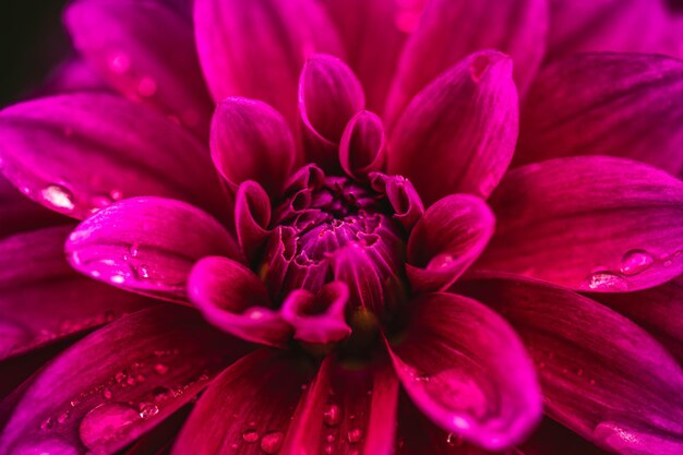 Photo close-up of pink dahlia