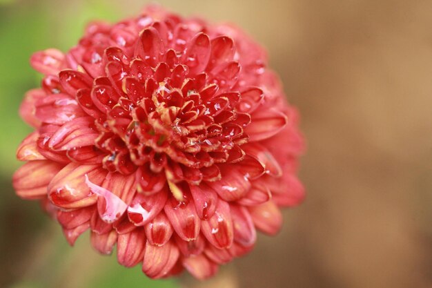 Photo close-up of pink dahlia