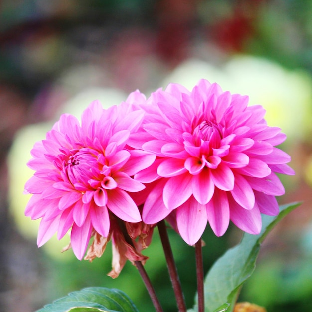 Foto close-up di dahlie rosa in fiore all'aperto