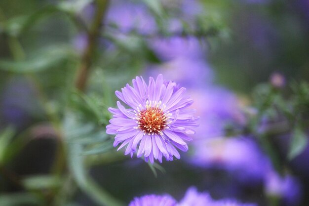 Close-up of pink daisy flower