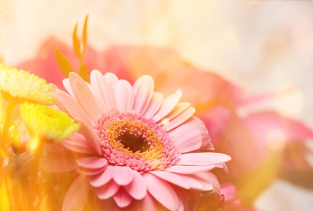 Photo close-up of pink daisy flower