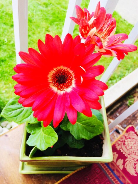 Close-up of pink daisy flower