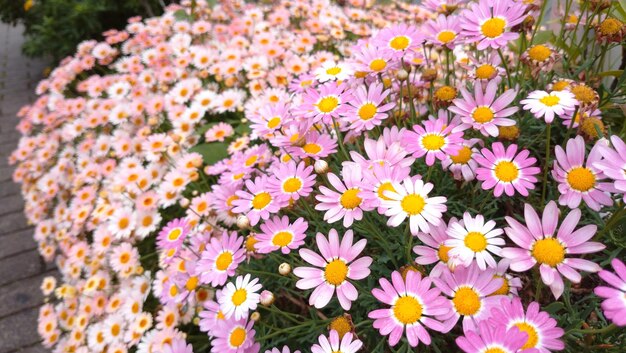 Foto close-up di fiori di margherita rosa sul campo