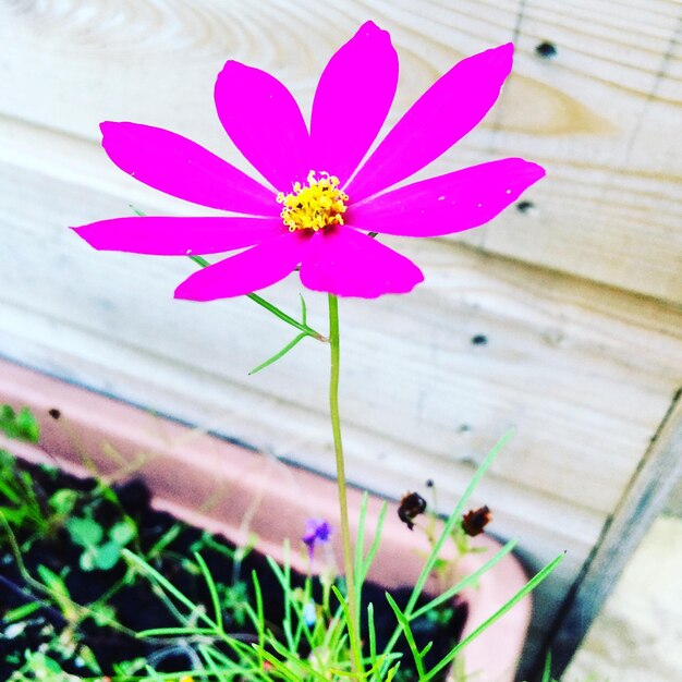 Close-up of pink daisy flowers