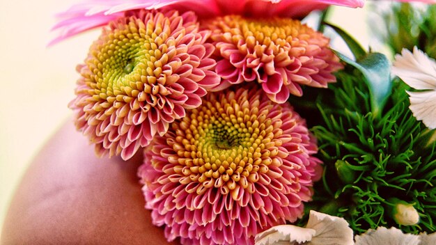 Photo close-up of pink daisy flowers