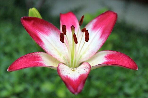 Close-up of pink day lily blooming outdoors