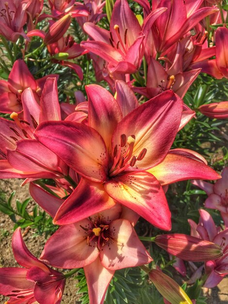 Close-up of pink day lily blooming outdoors