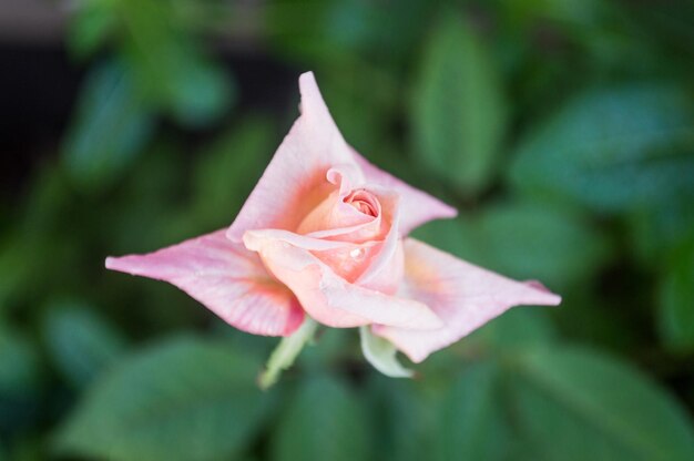 Close-up of pink day lily blooming outdoors