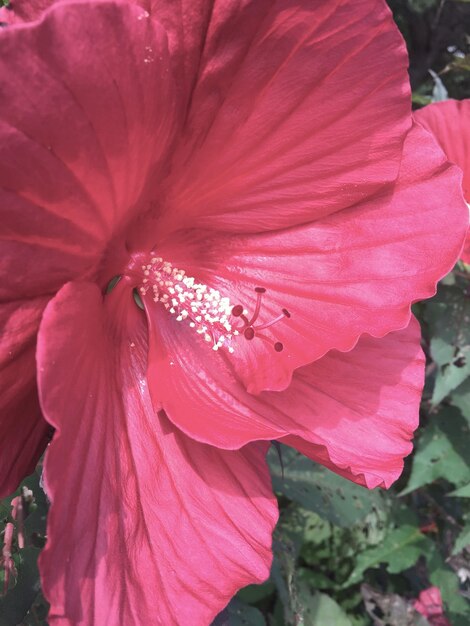 Close-up of pink day lily