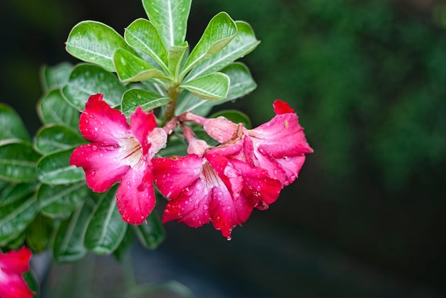 近距离照片粉红色的沙漠玫瑰花朵