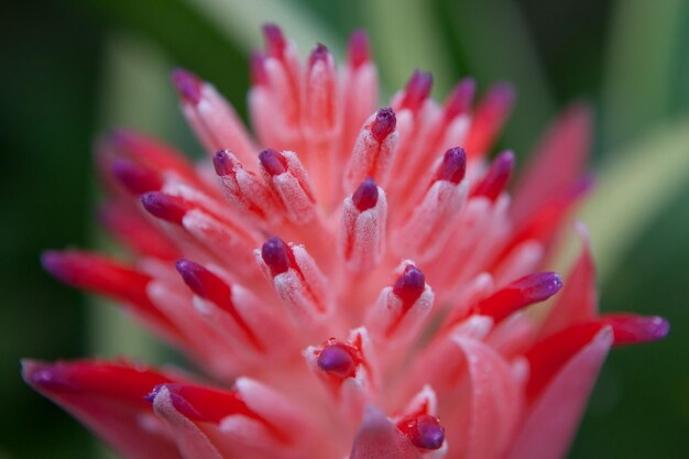 Close up pink exotic flower