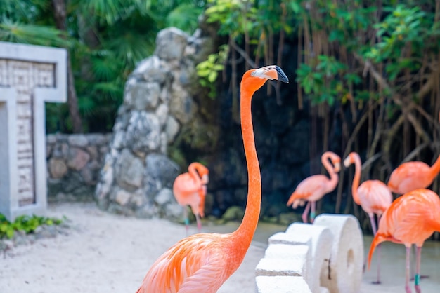 Close up of pink flamingo in Xcaret ecotourism park. Group of flamingo birds at forest or natural park