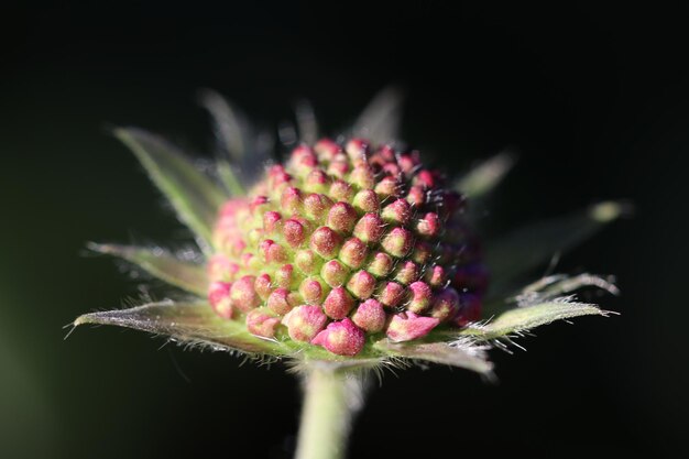 Close-up of pink flower against black background