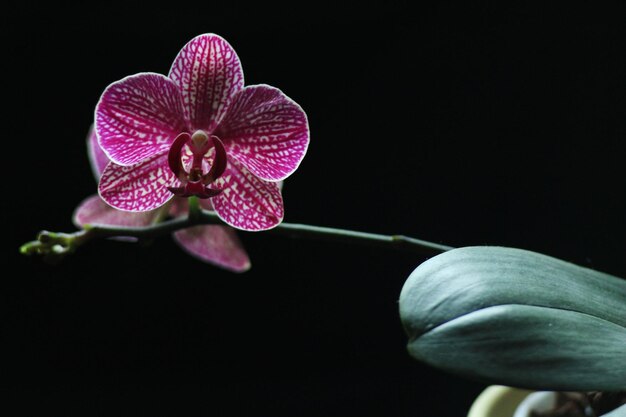 Photo close-up of pink flower against black background