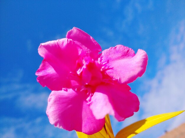 Close-up of pink flower against blue sky