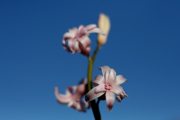 Close-up of pink flower against blue sky