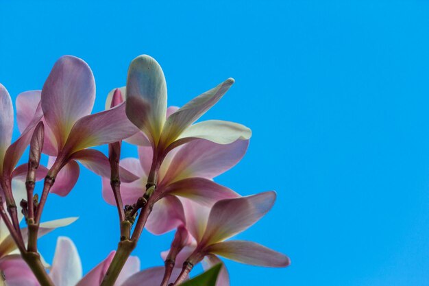 Close-up of pink flower against blue sky