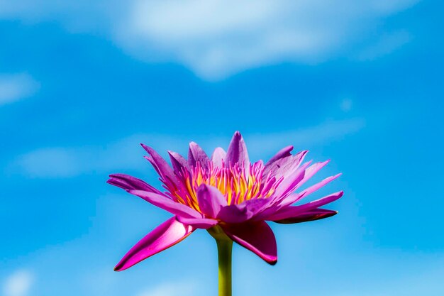 Close-up of pink flower against blue sky