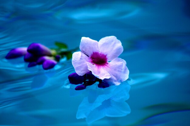 Foto close-up di un fiore rosa contro l'acqua blu