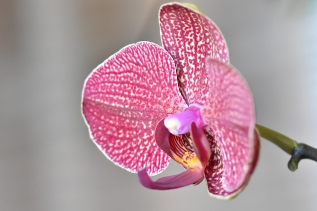 ぼんやりした背景にピンクの花をクローズアップ