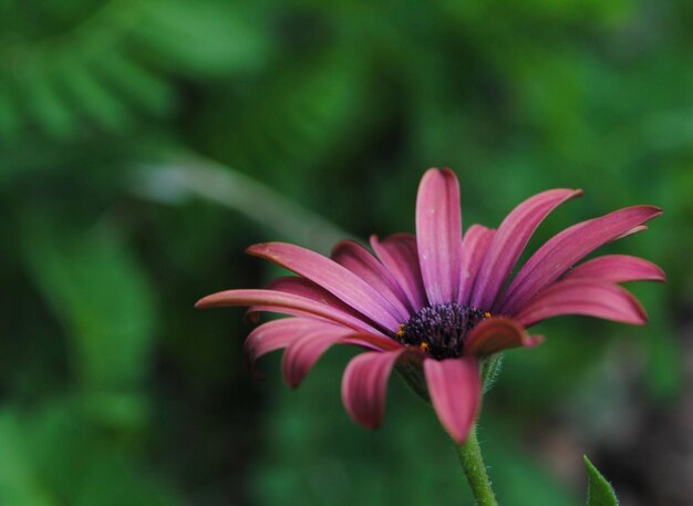 Close-up of pink flower against blurred background