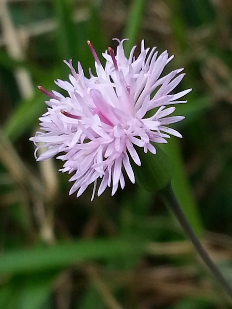 Foto close-up di un fiore rosa sullo sfondo sfocato