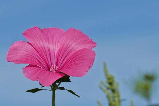 Foto close-up di un fiore rosa contro un cielo limpido