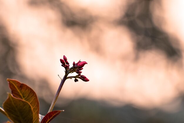 Close-up of pink flower against sky