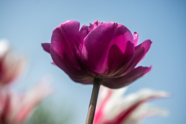 Close-up of pink flower against sky