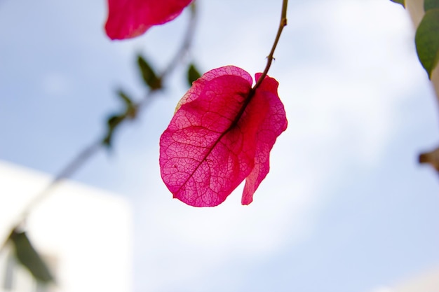 Foto close-up di un fiore rosa contro il cielo