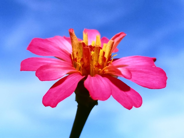 Foto close-up di un fiore rosa contro il cielo