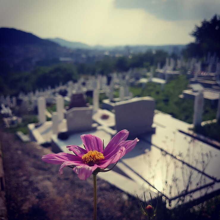 Photo 나무 에 대비 한 분홍색 꽃 의 클로즈업