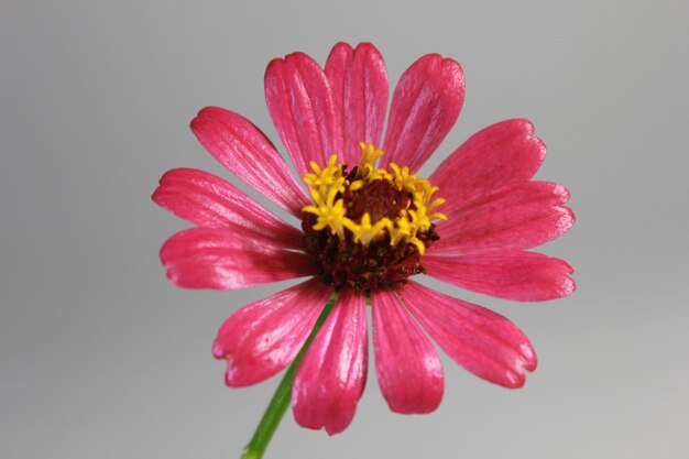 Close-up of pink flower against white background