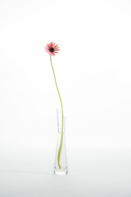 Photo close-up of pink flower against white background