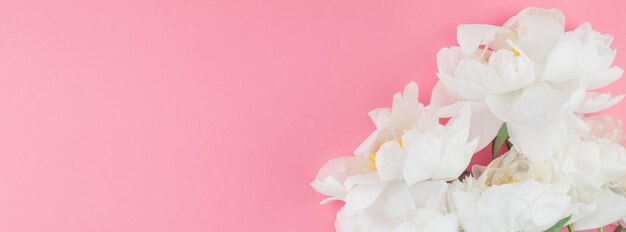 Close-up of pink flower against white background