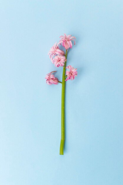 Photo close-up of pink flower against white background