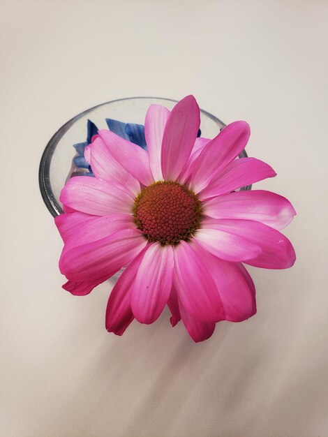 Close-up of pink flower against white background