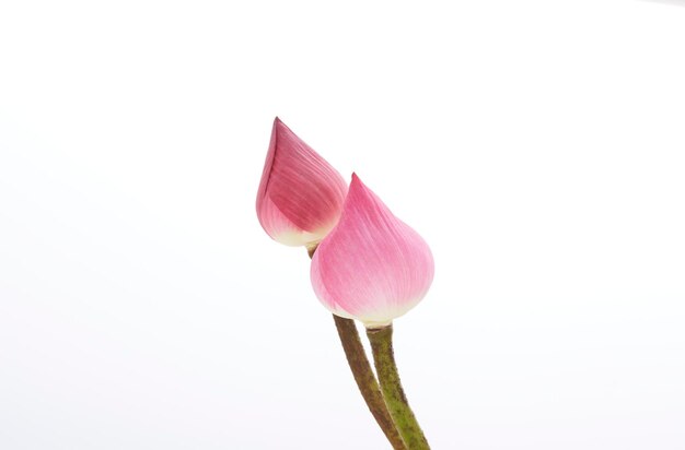 Photo close-up of pink flower against white background