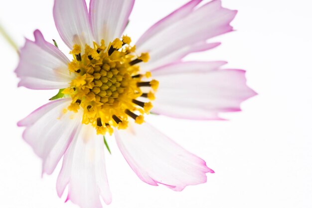 Foto close-up di un fiore rosa sullo sfondo bianco