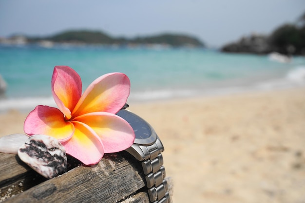 close-up of pink flower on beach