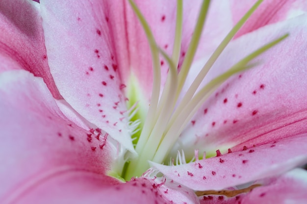 Photo close up of pink flower. beauty background. abstract pink background