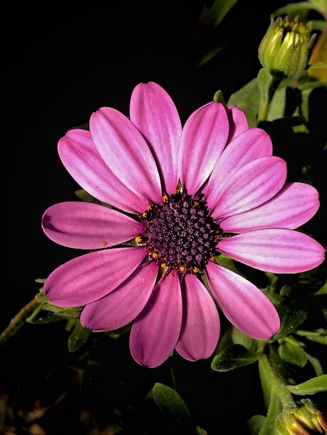 Close-up of pink flower blooming against black background