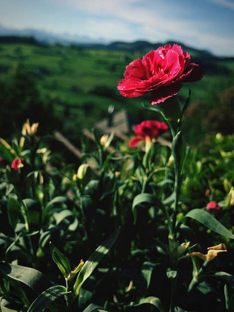 Close-up of pink flower blooming against landscape