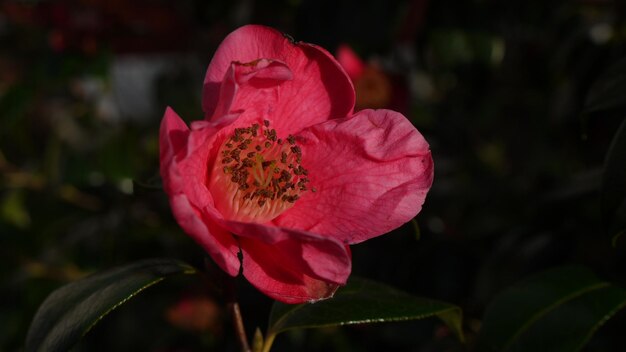 Photo close-up of pink flower blooming at dusk